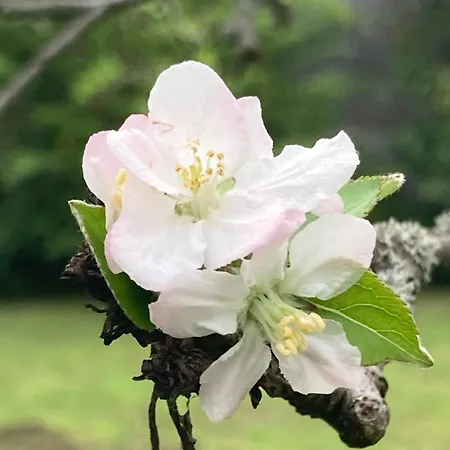 Maison Mokassi Séjour chez l'habitant Laloubere