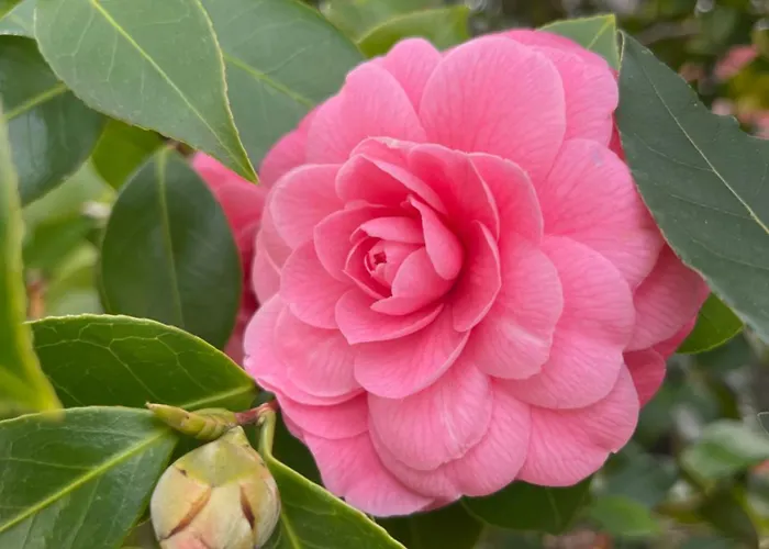 Habitación en casa particular Maison Mokassi